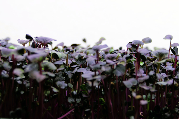 Alb Microgreens